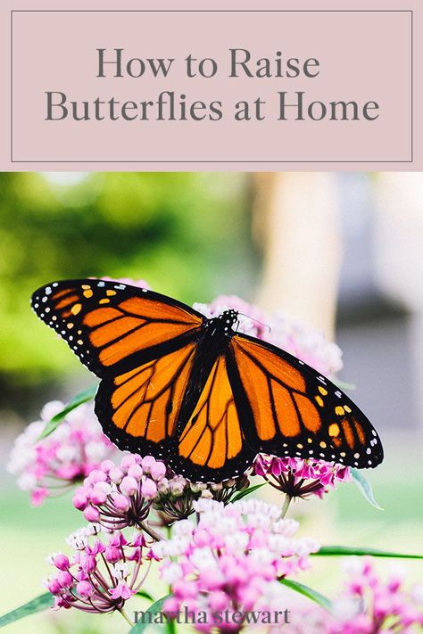 How To Raise Butterflies, Raising Butterflies At Home, Raise Butterflies, Grow Butterflies, Raising Butterflies, Mallow Plant, Flying Animals, Kindergarten Craft Activities, Summer Gardening