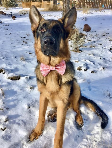 Real men wear pink! Can I play in the snow now?? I Heart You Dog + Cat Bow Tie www.PreciousPawPrints.Etsy.com #Bear #GermanShepherd #Pink #GermanShepherds #Valentines #DogBowTie #SnowDog #CatBowTie #ValentinesDay #SnowLover #dogaccessories #GSDlover #dogboutique #dogfashion #doggo #dogoftheday #dogsofcalifornia #shoplocal #handmadewithlove #puppylove #smallbusiness #veteranbusiness #PreciousPawPrints German Shepherd Guard Dog Aesthetic, Animals With Bows Coquette, Dog In Bowtie, Real Men Wear Pink, Dog With Bows In Hair, Dog With Pink Bow, Dog Collar Boy, Girl Dog Collars, Cat Bow Tie