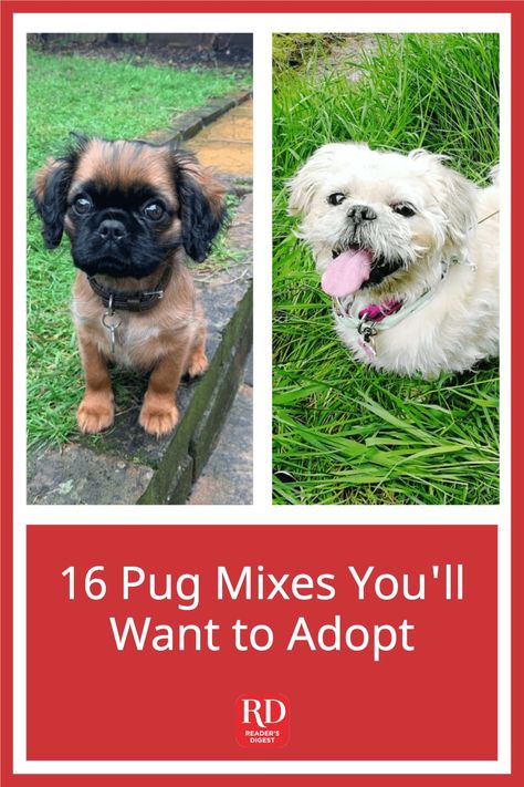 Pug mixes combine the best of two dogs, with curly tails and wrinkly faces guaranteed! From Puggles to Poxers, there's an adorable Pug mix for everyone. #dogs #dogbreeds #pugmix #mut Pug Mixed Breeds, Puggle Dogs, Boston Terrier Pug, Hypoallergenic Dog Breed, Pug Mix, Tibetan Spaniel, Dog Mixes, Poodle Mix, Two Dogs