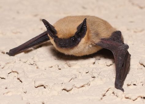 Bumblebee Bat, Bat Species, Southwest Region, Bat Flying, Baby Bats, Cute Bat, Creature Feature, Silly Animals, Weird Animals