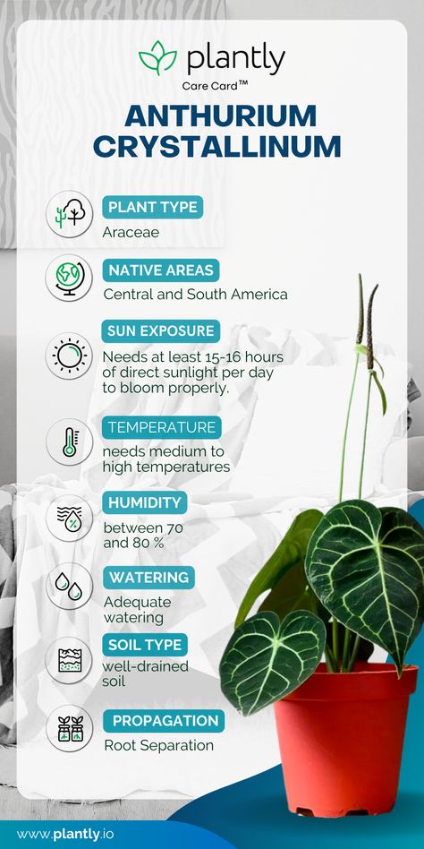 Anthurium Crystallinum Plant Care, Anthurium Care, Anthurium Crystallinum, Plant Guide, Different Shades Of Green, Starter Plants, House Plant Care, Unique Plants, True Facts