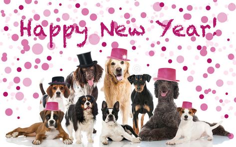 Happy New Year. Group of breed dogs with hats , #SPONSORED, #Group, #Year, #Happy, #hats, #dogs #ad Happy New Year Dog, Happy New Year Funny, Happy New Year Pictures, Happy New Year Wallpaper, New Year Pictures, Happy New Year 2018, Happy New Year Quotes, Happy New Year Images, New Year Wallpaper