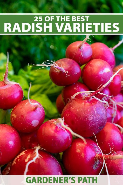 A close up vertical image of red radishes harvested from the garden. To the top and bottom of the frame is green and white printed text. Growing Radishes, Green Backyard, Garden Problems, Healthy Fruits And Vegetables, Gardening Guide, Vegetable Garden Tips, Vegetable Garden Planning, Home Grown Vegetables, Backyard Gardening