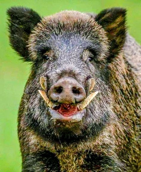 Aesthetic Wildlife, Wild Boars, Pig Hunting, Feral Pig, Wild Boar Hunting, Boar Hunting, Animal Photography Wildlife, Tattoo Nature