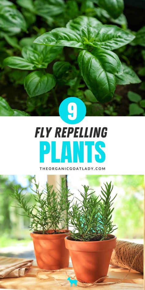 Plants That Repel Flies And Mosquitos, Natural Fly Repellent Indoors, Herbs That Repel Bugs, Plants To Get Rid Of Flies, Fly Deterrent Plants, Keep Flys Off Porch, Indoor Plants That Repel Bugs, Plants Repel Bugs, Repel Flies Outdoors