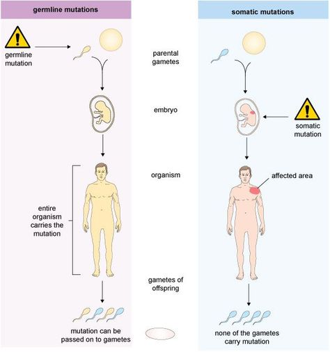 Germline and somatic cell mutations Somatic Cell, Evolutionary Biology, Joo Hyuk, Biology, Quick Saves