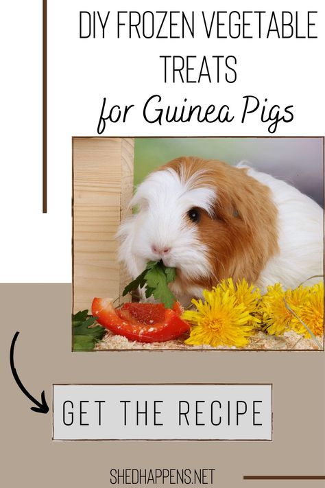 Guinea Pig Treats Recipes, Diy Guinea Pig Treats, Homemade Guinea Pig Treats, Pig Snacks, Guinea Pig Snacks, Diy Guinea Pig Toys, Guinea Pig Treats, Pig Recipes, Pig Treats