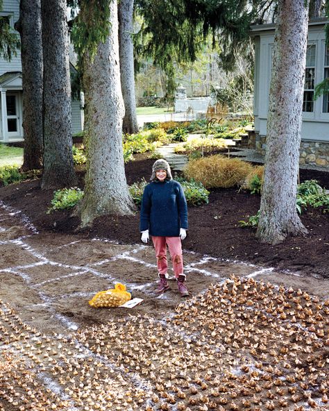 Planting Daffodil Bulbs, Daffodil Bulbs, Planting Plan, Garden Bulbs, Most Beautiful Gardens, Spring Bulbs, Lily Pond, Planting Bulbs, Dream Garden