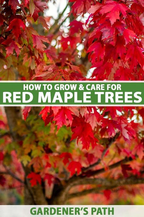 Red maple trees are gorgeous specimens that provide ample shade and stunning fall color. They’re easy to grow and tolerant of many different conditions. In this guide, we’ll go over everything you need to know start growing one of your own, from propagation to plant health care. #acerrubrum #redmapletree #gardenerspath Trees To Plant In The Fall, Red Maple Tree Landscaping, Maple Tree Landscape, Autumn Blaze Maple, Silver Maple Tree, Tree Landscaping, Japanese Red Maple, Fall Color Trees, Witch's Garden