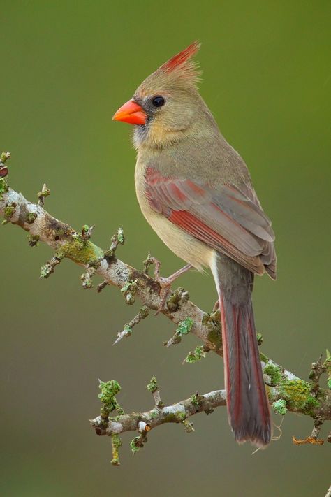 Cardinal Drawing, Tattoo Memorial, Cardinal Birds Art, Cardinal Tattoo, Cardinal Painting, Female Cardinal, On The Wings Of Love, Birds Nests, Northern Cardinal