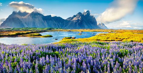 Mountains and meadows in Iceland Iceland Wallpaper, Best Of Ireland, Lupine Flowers, Ireland Tours, Iceland Photos, Nature Backgrounds, Bergen, Natural Wonders, Iceland