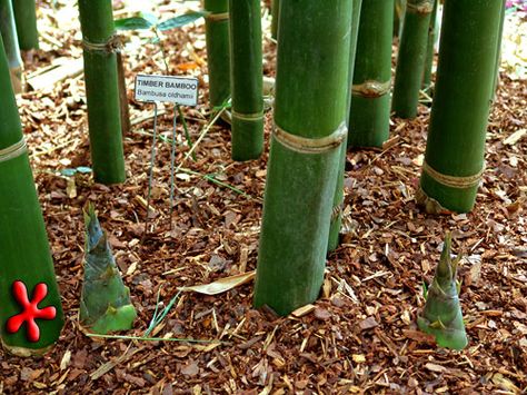 Bambusa-oldhamii-new-shoots- Zone 9 Non evasive Clumping Bamboo!! Phyllostachys Nigra, Bamboo Fencing, Bamboo Species, Clumping Bamboo, Bamboo Seeds, Bamboo Diy, Bamboo Planter, Bonsai Seeds, Bamboo Construction