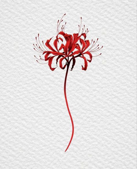 Spider Lily Tattoo, Beautiful Spine Tattoos, Betty Boop Tattoos, Lily Tattoo Design, Spine Tattoo Ideas, Lilies Drawing, Wrist Tattoo Designs, Red Spider Lily, Spider Lily