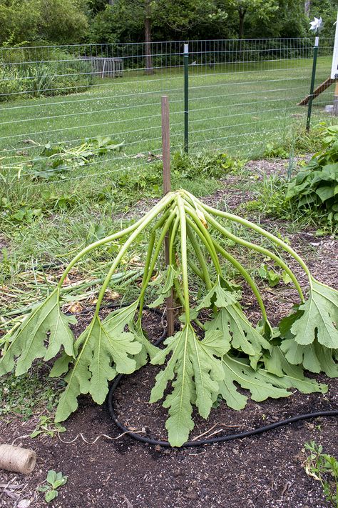 Climbing Squash Plants, Fall Vegetable Gardening, Zucchini Plant, Grow Zucchini, Growing Zucchini, Zucchini Plants, Vegetable Garden Diy, Gardening Techniques, Garden Veggies