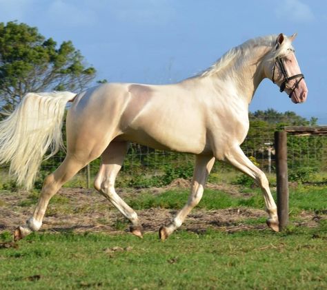 Cremello Horse, Warmblood Stallion, Kathiyawadi Horse, Rare Horse Breeds, Morgan Horses, Lusitano Horse, Warmblood Horses, Marwari Horses, Pale Horse