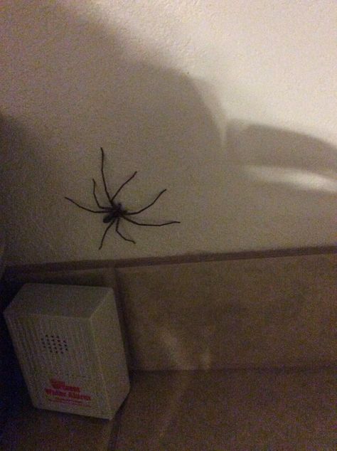 Giant spider in Hawaii hotel room Hawaii Hotel Room, Giant House Spider, Spiders In Australia, Spider Prank, Hawaii Hotel, Giant Spiders, Spider House, Art Unit, House Spider