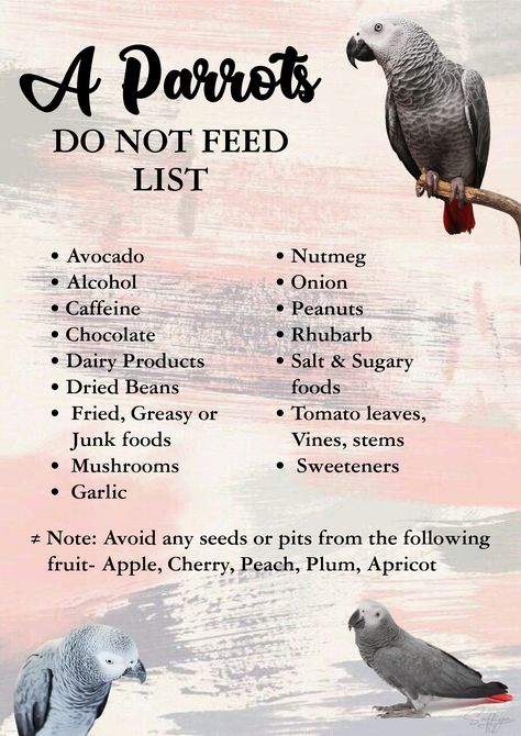 African grey parrot Food For African Grey, Best Parrots For Pets, Parrot Food Recipes, Grey African Parrot, African Grey Parrot Cage Ideas, African Gray Parrots, Parrot Ideas, African Grey Parrot Toys, Parrot Chop