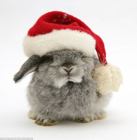 Christmas spirit: This silver baby rabbit looks absolutely thrilled to have its picture taken in a slightly oversized Santa hat Funny Christmas Pictures, Christmas Bunny, Kitten Photos, Yorkie Poo, Bunny Pictures, Pet Bunny, Rabbit Baby, Lovely Creatures