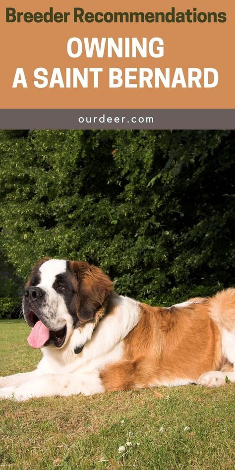 If you are looking for a friendly, loving, smart, and well-behaved dog, the Saint Bernard is an excellent choice. #SaintBernard #SaintBernardPuppies #breedoverview #SaintBernardPuppy #SaintBernardTraining #SaintBernardHealth Saint Bernard Puppies, Boarding Kennels, Training Puppies, Dog Boarding Kennels, Saint Bernard Dog, St Bernards, Saint Bernards, St Bernard Puppy, Puppies Tips