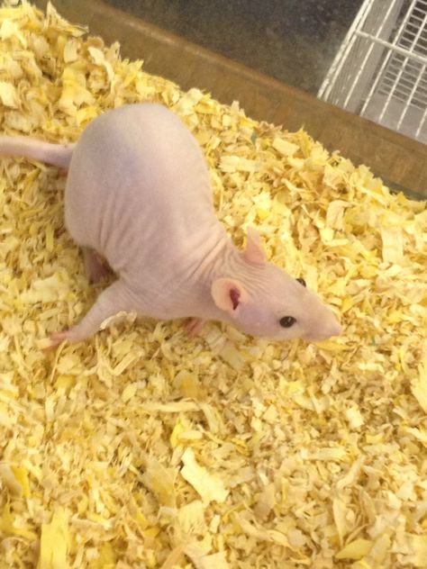 Bald rat! It's so cute Bald Rat, Ugly Rat, Elegant Animals, Hairless Rat, Brown Rat, Mole Rat, Dog Pearls, Ugly Dogs