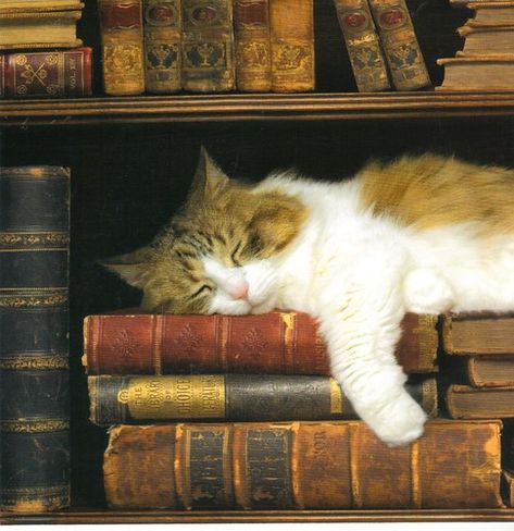 Fairy Oak, Rudyard Kipling, Cat Books, Sleepy Cat, Cat Person, Cat Sleeping, Hermione Granger, Dog Health, Pretty Cats