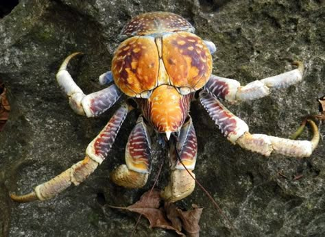 Robber crab, Christmas Island Robber Crab, Flora Marina, Sand Fleas, Stormlight Archives, Coconut Crab, Fish Rocks, Green Beetle, Crab Art, Animals Sea