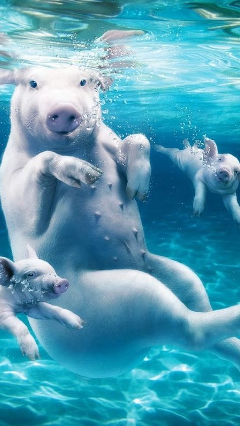 How about when pigs swim Pigs Swimming, Pig Island, Swimming Pigs, Underwater Animals, Pet Pigs, Baby Pigs, Cute Pigs, Under Water, Animals Friends