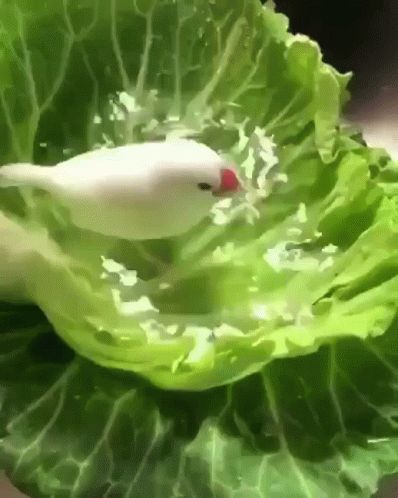 Bird Water GIF - Bird Water Cute - Discover & Share GIFs Vogel Gif, Nature Photography Flowers, Bird Gif, Animals Friendship, Cute Bird, Bird Watcher, Funny Birds, Nature Birds, Bird Pictures