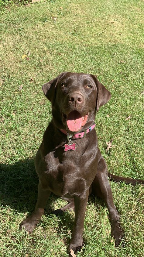 Labrador Puppy Chocolate, Dog Tumblr, Black Labs Dogs, Chocolate Lab Puppies, Very Cute Puppies, Lab Dogs, Chocolate Labrador, Lab Puppies, Labrador Puppy