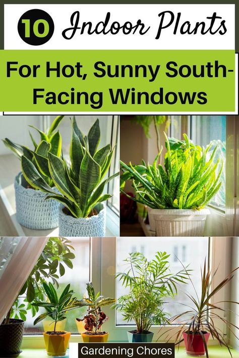 Direct Light House Plants, South Facing Windows, Best Office Plants, Windowsill Plants, Window Plants, Kitchen Plants, Home Decor Ideas Bedroom, Growing Gardens, Hanging Plants Indoor