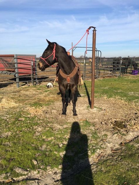 Diy Patient Pole For Horses, Horse Patience Pole Diy, Patience Pole For Horses Diy, Horse Crazy Girl, Farm Hacks, Barn Hacks, 3 Horses, Happy Horse, Dream Horse Barns