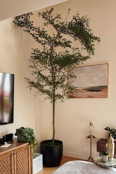 The First Six Months With Your Black Olive Tree: What To Expect — Plant Care Tips and More · La Résidence Shady Lady Tree, Black Olive Tree, Plant Care Tips, Living Room Decor Furniture, Shady Lady, English Cottage Style, Planter Design, Easy Care Plants, Office Plants