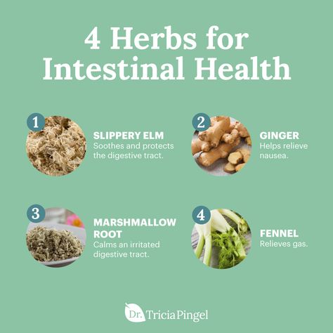 4 Best Herbs for Intestinal Health - Dr. Pingel Intestinal Health, Herbal Healing, Herbs For Health, Holistic Remedies, Diet Exercise, Foods To Avoid, Healing Herbs, Healthy Digestion, Healthy Gut