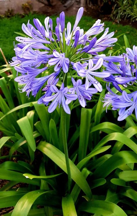 Agapanthus Plant, African Lily, Gothic Garden, Leafy Plants, Patio Plants, Side Garden, Blue Garden, House Plants Decor, Flower Therapy