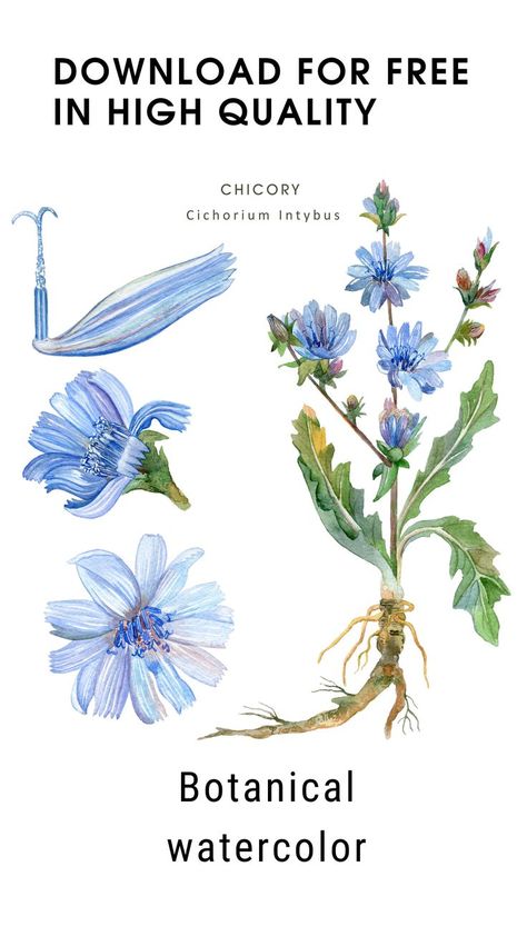 Medicinal plant Chicory. Watercolor botanical illustration Chicory Flower, Culinary Herbs, Botanical Watercolor, Medicinal Plants, Herb Garden, Botanical Illustration, Image Illustration, Stock Illustration, Royalty Free Stock Photos