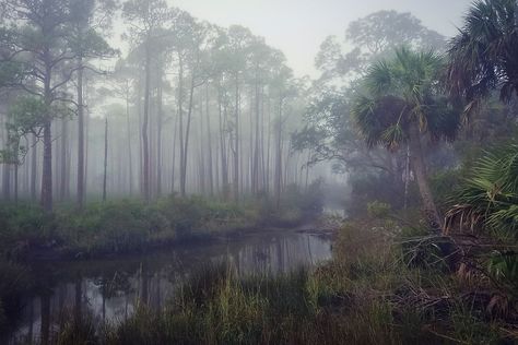 St. Marks National Wildlife Refuge, FL. (c)  Suzanne Wooden Franconia Notch State Park, St Fagans National History Museum, Salt Plains National Wildlife Refuge, St Marks National Wildlife Refuge, Montrose Point Bird Sanctuary, Landscape Projects, Florida Beaches, Florida, Country Roads