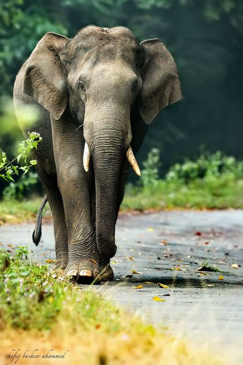 Parambikulam Tiger Reserve, Elephant Pictures Photography, Elephants Photography, Elephant Art Drawing, Indian Elephant Art, Realistic Photography, Elephant Indian, Elephant Backpack, National Geographic Photography