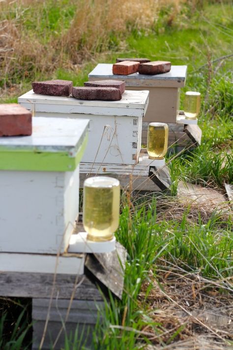 How to Get Started with Honeybees | The Prairie Homestead The Prairie Homestead, Prairie Homestead, Backyard Bee, Raising Bees, Backyard Beekeeping, Mini Farm, Have Inspiration, Massey Ferguson, Small Farm