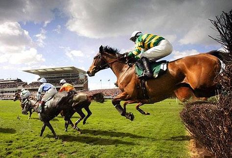 National Hunt Racing, Cheltenham Festival, Belmont Stakes, Types Of Horses, Horse Fly, Equestrian Sports, Grand National, Race Day, Horse Racing