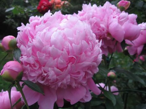 Flowering Shrubs For Shade, Zone 6 Plants, Peony Poppy, Summer Blooming Flowers, Shade Loving Shrubs, Long Blooming Perennials, Deer Resistant Plants, Most Popular Flowers, Best Perennials