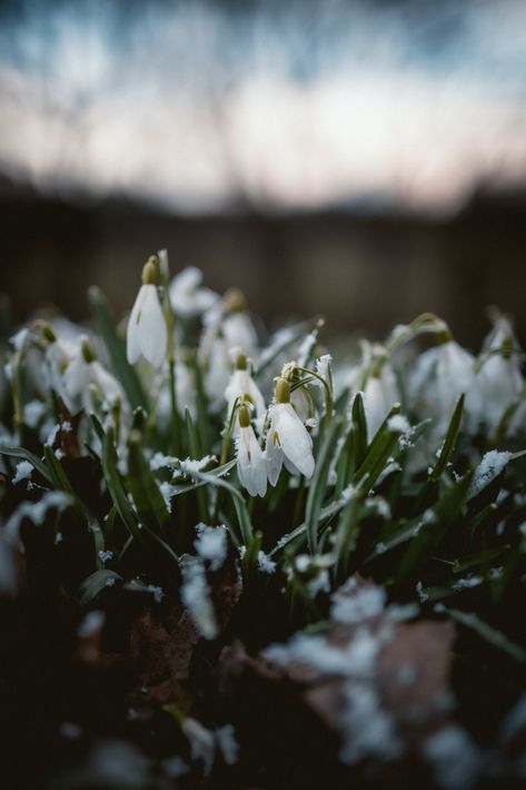 Snow Covered Flowers, Snowdrop Flower Wallpaper, Leaves Photo, Iphone11 Pro, Spotify Covers, Plant Images, Free Iphone Wallpaper, Best Iphone Wallpapers, Free Plants