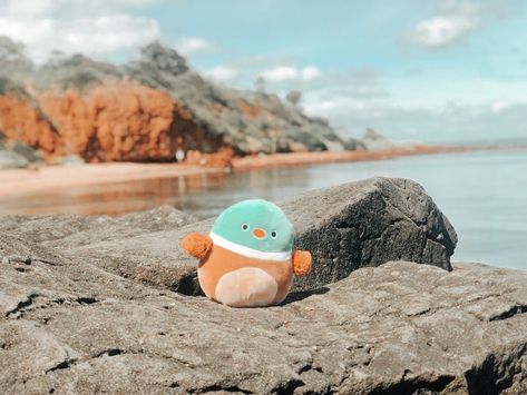 Squishmallow Photography, Squishamellows Aesthetic, Squash Mellows, Aesthetic Squish Mellows, Rare Squishmallows Aesthetic, Avery The Duck, Squshmellow Collection Aesthetic, Squish Mallows, Squish Mellow