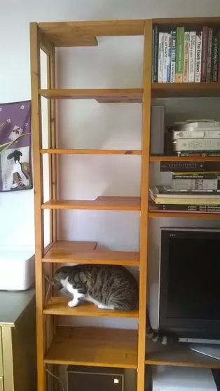 How to Make a Hidden Indoor Cat Ladder Behind a Set of Deep Shelves Cat Climbing Wall, Cat Ladder, Cat Patio, Diy Cat Tree, Bookcase Diy, Cat Wall Furniture, Deep Shelves, Cat Shelves, Cats Love