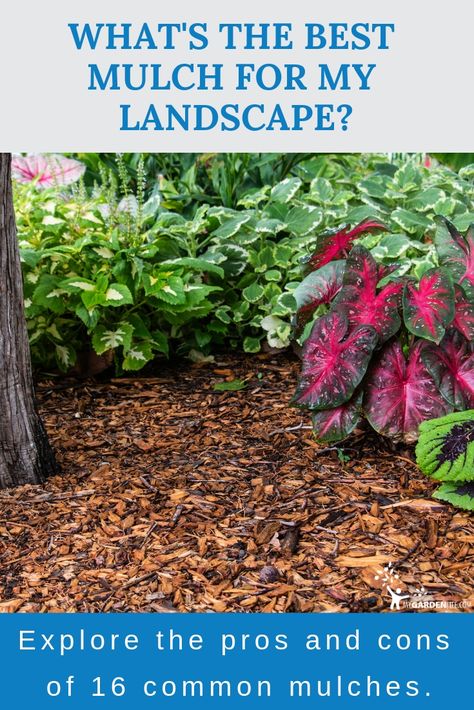 Natural Mulch Landscaping, Mulch Colors Choosing, Best Mulch For Landscaping, Best Mulch For Flower Beds, Pine Needle Mulch Landscaping, Laying Mulch Tips, Instead Of Mulch What To Use, Alternatives To Bark Mulch, Garden Mulch