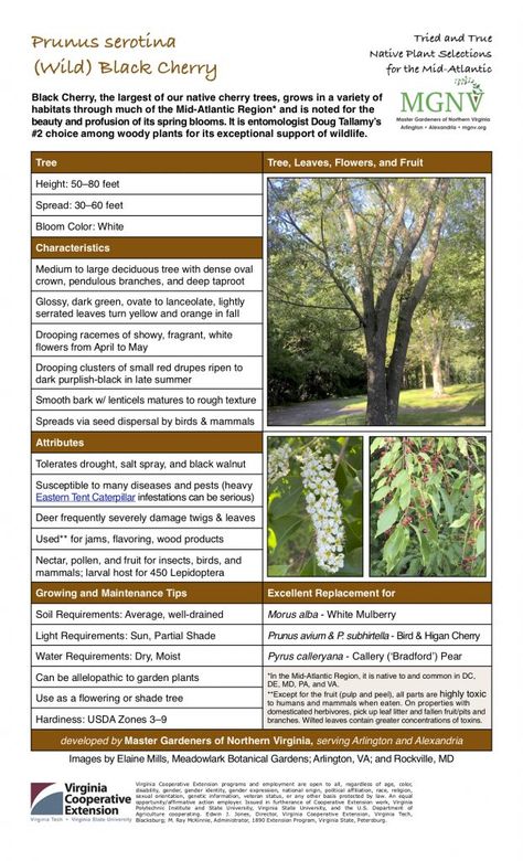 Prunus Serotina, Doug Tallamy, Black Cherry Tree, Ranch Ideas, House Ranch, Wild Cherry, Hidden Garden, Cherry Trees, Plant Science