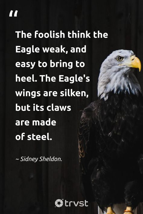 "The foolish think the Eagle weak, and easy to bring to heel. The Eagle's wings are silken, but its claws are made of steel." -Sidney Sheldon. #trvst #quotes #beinspired #collectiveaction #kingofthesky #fly #eagle #wings Eagle Quotes Strength, Eagle Quotes Inspiration, Eagle Quotes, Snake Quotes, Wing Quotes, Eagles Quotes, Best Buddha Quotes, Sidney Sheldon, Eagle Artwork