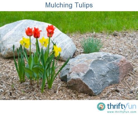 This is a guide about mulching tulips. In some growing areas with harsh winters you may wish to mulch your tulips if you leave them in the garden. Planting Tulip Bulbs, Compost Mulch, Cedar Chips, Garden Mulch, Planting Tulips, Field Wallpaper, Grow Gorgeous, Spring Floral Arrangements, Tulip Bulbs