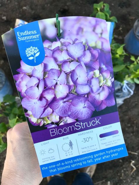 1 Gallon Endless Summer Bloomstruck Hydrangeas - One Hundred Dollars a Month Hydrangea Bloomstruck, Bloomstruck Hydrangea, Zinfin Doll Hydrangea, White Endless Summer Hydrangea, Hydrangea Endless Summer, Row Covers, Endless Summer Hydrangea, Hydrangea Bloom, Buy Plants Online