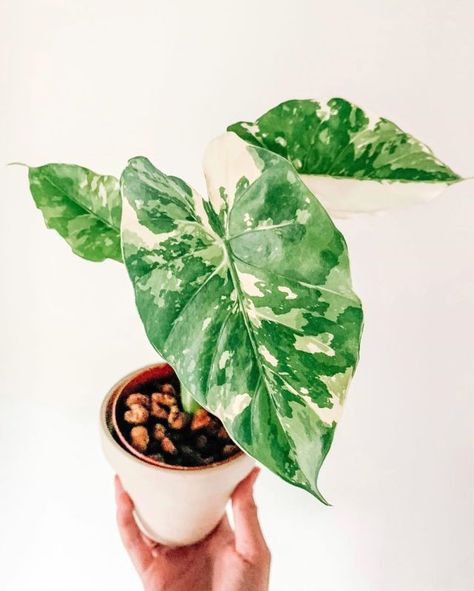 Alocasia Odora Variegata, Alocasia Plant Varieties, Alocasia Odora, Variegated Alocasia, Dracaena Sanderiana, Alocasia Plant, Plant Goals, Growing Greens, Plant Art Print