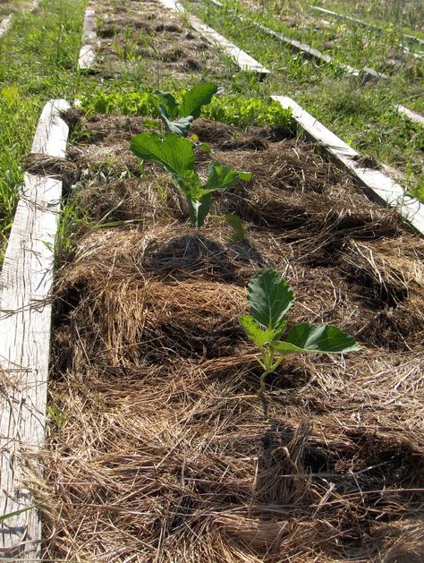 Should You Use Hay as Mulch in Your Garden? ~ Kaits Garden Hay Garden, Straw Mulch, Straw Bale Gardening, Spice Garden, Compost Soil, Garden Compost, Desert Garden, Earthworms, Cold Frame